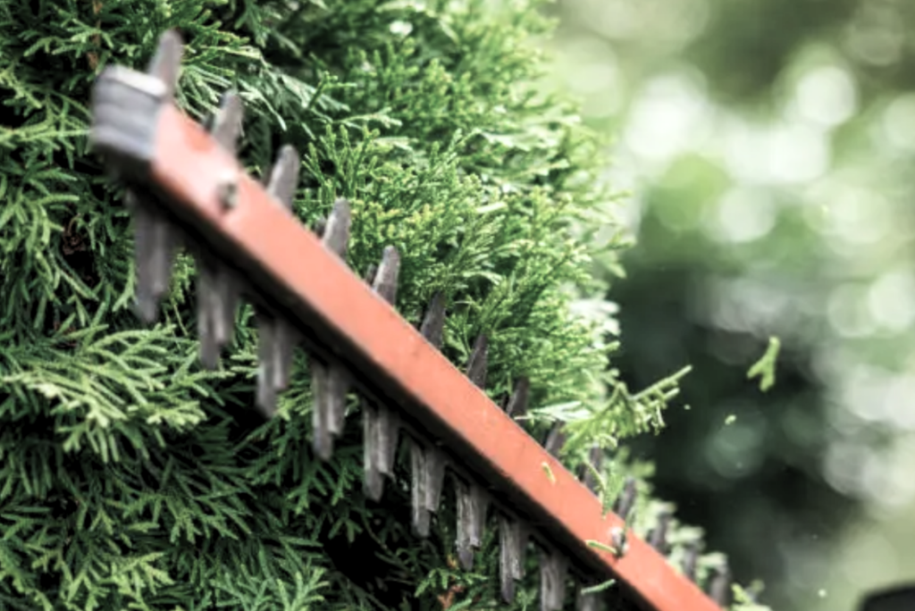 Explorez l'excellence arboricole à domicile avec notre élagueur grimpeur lors d'une séance de taillage de haie. Cette image saisissante capture le moment où chaque coupe devient une œuvre d'art, redéfinissant l'esthétique du jardin d'un particulier. Notre expertise allie compétence technique et sens artistique pour sublimer chaque espace vert. 🌳 Points Forts de Notre Service de Taille de Haie : Précision Artistique : Chaque branche est taillée avec soin pour créer une esthétique harmonieuse dans le jardin. Consultation Personnalisée : Nous comprenons les besoins spécifiques du client pour un taillage sur mesure. Nettoyage Efficace : L'évacuation responsable des débris laisse le jardin prêt à accueillir une nouvelle saison. Optez pour l'excellence arboricole et transformez votre jardin en un espace élégant avec notre équipe d'élagueurs grimpeurs. Chaque taillage devient une expression artistique, redéfinissant la beauté naturelle de votre espace vert. 🍃 #ÉlagueurDomicile #TailledeHaieArtistique #JardinÉlégant