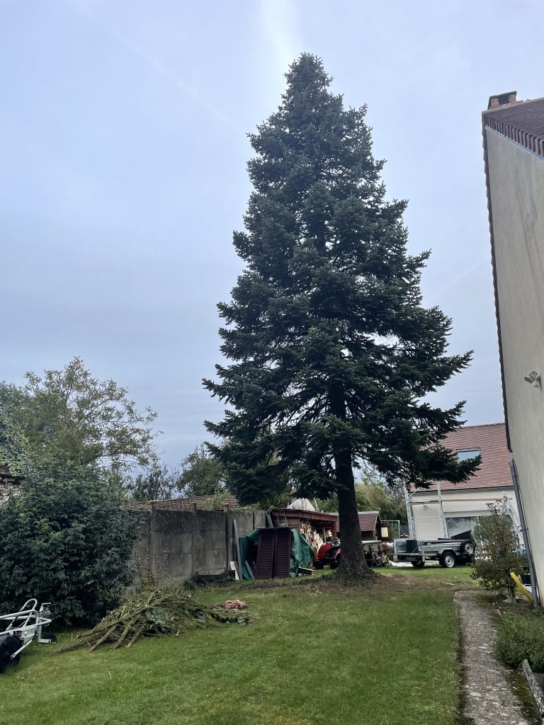 Explorez l'excellence arboricole à domicile avec notre élagueur grimpeur en pleine action d'abattage. Dans le cadre de notre service personnalisé, nous prenons en charge l'abattage stratégique d'un sapin majestueux dans le jardin d'un particulier. Chaque coupe est exécutée avec précision pour garantir la sécurité de l'environnement et transformer le paysage en un espace vert réinventé. 🌳 Points Forts de Notre Service à Domicile : Évaluation Professionnelle : Analyse approfondie de la situation pour planifier l'abattage en toute sécurité. Techniques Avancées : L'élagueur grimpeur utilise des méthodes spécialisées pour accéder aux hauteurs avec agilité. Nettoyage Efficace : Évacuation responsable des débris, laissant votre jardin prêt à accueillir de nouvelles plantations. Faites confiance à notre équipe d'experts pour métamorphoser votre espace vert. Avec notre élagueur grimpeur, chaque abattage devient une occasion de sculpter la nature avec soin et précision. 🌿 #ÉlagueurDomicile #AbattageSapin #TransformationJardin