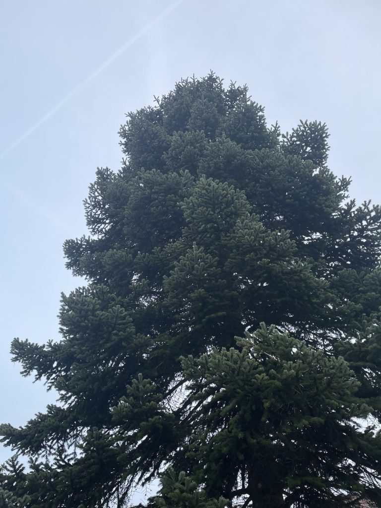Explorez l'excellence arboricole à domicile avec notre élagueur grimpeur en pleine action d'abattage. Dans le cadre de notre service personnalisé, nous prenons en charge l'abattage stratégique d'un sapin majestueux dans le jardin d'un particulier. Chaque coupe est exécutée avec précision pour garantir la sécurité de l'environnement et transformer le paysage en un espace vert réinventé. 🌳 Points Forts de Notre Service à Domicile : Évaluation Professionnelle : Analyse approfondie de la situation pour planifier l'abattage en toute sécurité. Techniques Avancées : L'élagueur grimpeur utilise des méthodes spécialisées pour accéder aux hauteurs avec agilité. Nettoyage Efficace : Évacuation responsable des débris, laissant votre jardin prêt à accueillir de nouvelles plantations. Faites confiance à notre équipe d'experts pour métamorphoser votre espace vert. Avec notre élagueur grimpeur, chaque abattage devient une occasion de sculpter la nature avec soin et précision. 🌿 #ÉlagueurDomicile #AbattageSapin #TransformationJardin