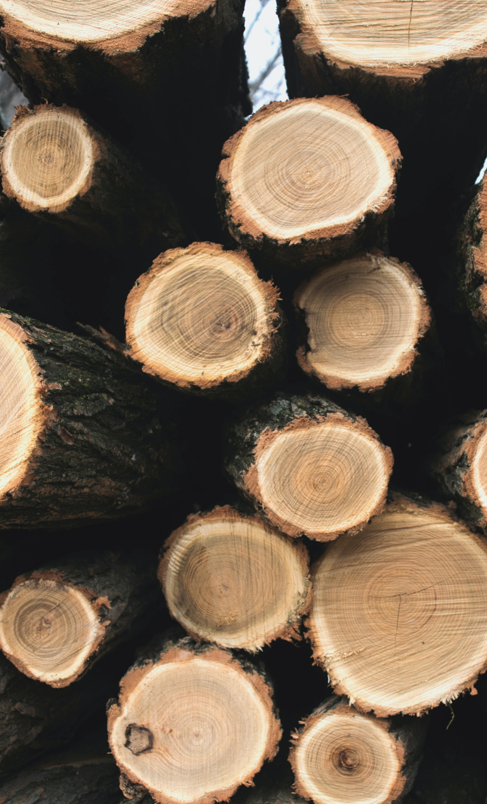 Titre : "Performances Arboricoles Inégalées : La Tronçonneuse Stihl, Complice de l'Élagueur Grimpeur" Légende : "🌲 La puissance entre vos mains : Notre élagueur grimpeur manie avec habileté la tronçonneuse Stihl, alliant précision et efficacité. Découvrez l'alliance parfaite pour des interventions arboricoles d'exception! #ÉlagueurGrimpeur #TronçonneuseStihl #PerformanceArboricole" Description : Plongez dans l'univers de l'élagueur grimpeur équipé de la tronçonneuse Stihl, une synergie parfaite entre la technologie de pointe et l'expertise arboricole. Chaque coupe devient une démonstration de précision et de puissance, grâce à cet outil emblématique qui accompagne notre équipe dans ses interventions délicates en hauteur. 🌳 Points Forts de la Tronçonneuse Stihl : Puissance Maîtrisée : La tronçonneuse Stihl offre une puissance contrôlée, idéale pour les travaux délicats en élagage. Ergonomie Avancée : Une conception ergonomique pour une maniabilité optimale, même dans les conditions les plus exigeantes. Fiabilité Inégalée : La réputation de fiabilité de Stihl garantit des performances constantes lors des interventions arboricoles. Découvrez le mariage parfait entre l'expertise humaine et la technologie de pointe avec notre élagueur grimpeur et la tronçonneuse Stihl. Ensemble, ils redéfinissent les normes de performance arboricole, pour des résultats exceptionnels à chaque intervention. 🌿 #PerformanceArboricole #ÉlagueurStihl #TechnologieArboriste
