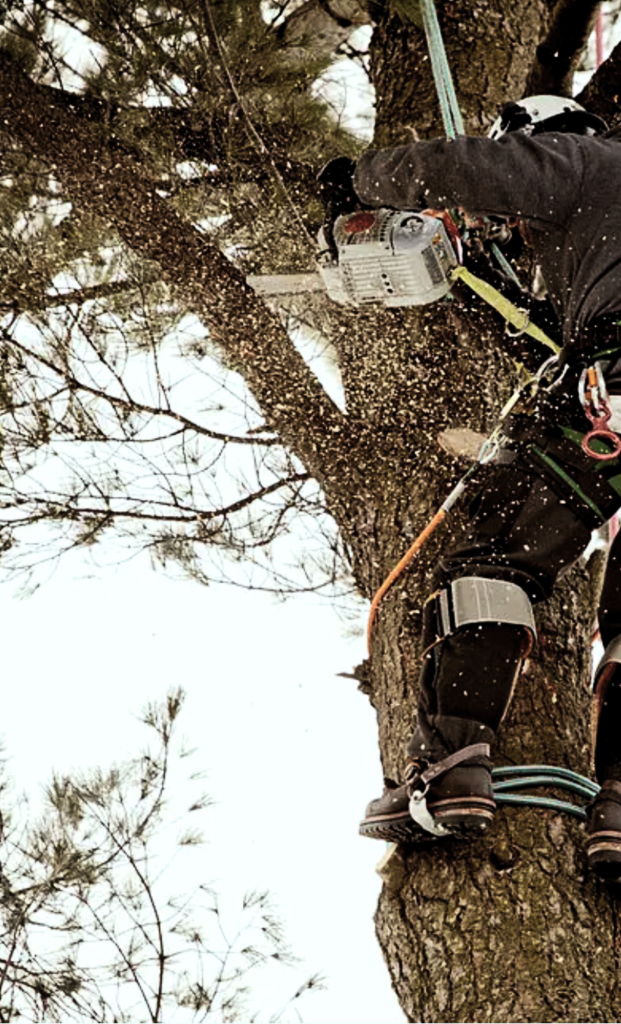 Plongez dans l'univers captivant de notre arboriste en plein travail d'élagueur grimpeur. Chaque geste est une fusion d'expertise technique et d'agilité humaine, permettant à notre professionnel d'atteindre les cimes avec facilité. Cette image témoigne de notre dévouement à l'art de sculpter la canopée, redéfinissant l'esthétique des espaces verts. 🌲 Points Forts de Notre Élagueur Grimpeur : Précision Artistique : Chaque coupe est méticuleusement planifiée pour sculpter la silhouette des arbres avec une précision artistique. Agilité Humaine : Notre élagueur grimpeur manœuvre avec grâce dans les hauteurs, garantissant une intervention sécurisée et efficace. Techniques Avancées : Nous utilisons des méthodes innovantes pour préserver la santé des arbres tout en optimisant leur esthétique. Rejoignez notre aventure arboricole où l'élagueur grimpeur devient le sculpteur de votre canopée. Notre expertise redéfinit la relation entre l'homme et la nature, créant des espaces verts d'une beauté exceptionnelle. 🍃 #SculptureArboricole #ÉlagueurAgile #NatureRedéfinie
