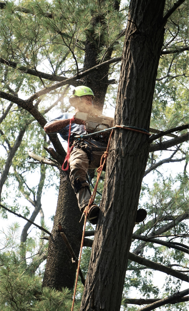 Plongez dans l'univers captivant de notre arboriste en plein travail d'élagueur grimpeur. Chaque geste est une fusion d'expertise technique et d'agilité humaine, permettant à notre professionnel d'atteindre les cimes avec facilité. Cette image témoigne de notre dévouement à l'art de sculpter la canopée, redéfinissant l'esthétique des espaces verts. 🌲 Points Forts de Notre Élagueur Grimpeur : Précision Artistique : Chaque coupe est méticuleusement planifiée pour sculpter la silhouette des arbres avec une précision artistique. Agilité Humaine : Notre élagueur grimpeur manœuvre avec grâce dans les hauteurs, garantissant une intervention sécurisée et efficace. Techniques Avancées : Nous utilisons des méthodes innovantes pour préserver la santé des arbres tout en optimisant leur esthétique. Rejoignez notre aventure arboricole où l'élagueur grimpeur devient le sculpteur de votre canopée. Notre expertise redéfinit la relation entre l'homme et la nature, créant des espaces verts d'une beauté exceptionnelle. 🍃 #SculptureArboricole #ÉlagueurAgile #NatureRedéfinie