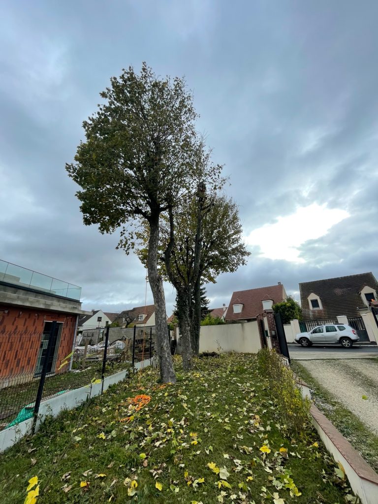 Explorez notre chantier d'élagueurs experts en action, dédiés à l'abattage et au démontage sécurisé d'érables. Notre équipe qualifiée allie compétence technique et engagement envers la gestion responsable des arbres. Chaque étape du processus est réalisée avec soin pour assurer la sécurité et minimiser l'impact sur l'environnement. 🌲 Points Forts de Notre Intervention : Sécurité Prioritaire : Protocoles stricts pour garantir la sécurité des opérations et des environs. Gestion Responsable : Prise en compte de l'impact environnemental, avec un accent sur la préservation de l'écosystème. Équipe Qualifiée : Des élagueurs expérimentés utilisant des techniques avancées pour un abattage précis. Optez pour une approche professionnelle et responsable en confiant vos projets d'élagage d'érables à notre équipe spécialisée. Nous sommes engagés à allier efficacité et responsabilité pour une gestion arboricole exemplaire. 🌳 #ÉlagageResponsable #GestionArboricole #SécuritéEnvironnement