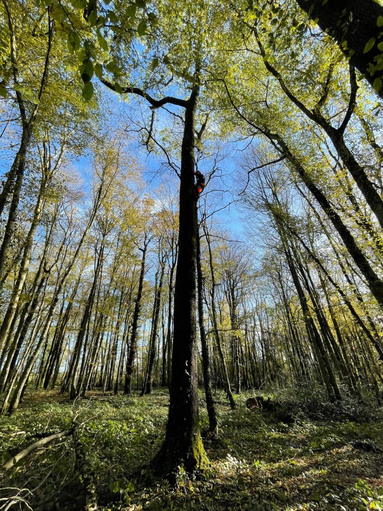 Plongez dans l'univers fascinant de notre élagueur arboriste, œuvrant avec habileté au cœur des cimes pour un élagage qui défie les hauteurs. Notre professionnel maîtrise l'art délicat de travailler en hauteur, assurant un élagage précis qui favorise la santé des arbres tout en préservant la sécurité des environs. 🌲 Points Forts de Notre Expertise : Sécurité Prioritaire : Protocoles stricts pour garantir la sécurité de l'élagueur et de l'environnement. Précision Artistique : Chaque coupe est méticuleusement planifiée pour sculpter la canopée avec précision. Formation Approfondie : Notre élagueur arboriste possède une formation spécialisée pour maîtriser les défis uniques des travaux en hauteur. Confiez vos projets d'élagage en hauteur à notre équipe d'experts. Nous transformons les défis arboricoles en œuvres d'art, sculptant la nature avec précision et passion. 🌿 #ÉlagueurExpert #SculptureArboricole #ÉlagageEnHauteur