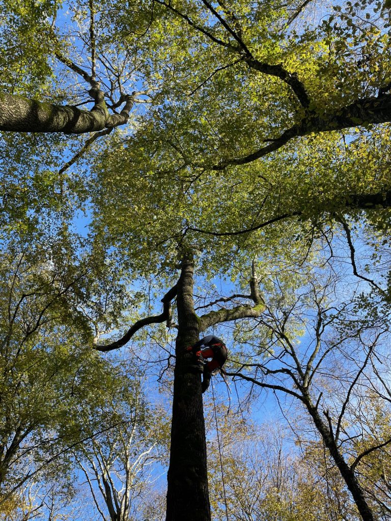 Plongez dans l'univers fascinant de notre élagueur arboriste, œuvrant avec habileté au cœur des cimes pour un élagage qui défie les hauteurs. Notre professionnel maîtrise l'art délicat de travailler en hauteur, assurant un élagage précis qui favorise la santé des arbres tout en préservant la sécurité des environs. 🌲 Points Forts de Notre Expertise : Sécurité Prioritaire : Protocoles stricts pour garantir la sécurité de l'élagueur et de l'environnement. Précision Artistique : Chaque coupe est méticuleusement planifiée pour sculpter la canopée avec précision. Formation Approfondie : Notre élagueur arboriste possède une formation spécialisée pour maîtriser les défis uniques des travaux en hauteur. Confiez vos projets d'élagage en hauteur à notre équipe d'experts. Nous transformons les défis arboricoles en œuvres d'art, sculptant la nature avec précision et passion. 🌿 #ÉlagueurExpert #SculptureArboricole #ÉlagageEnHauteur