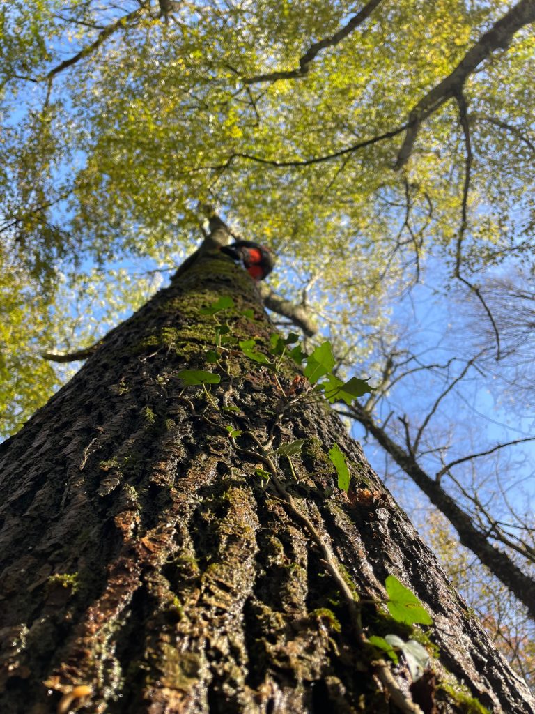 Plongez dans l'univers fascinant de notre élagueur arboriste, œuvrant avec habileté au cœur des cimes pour un élagage qui défie les hauteurs. Notre professionnel maîtrise l'art délicat de travailler en hauteur, assurant un élagage précis qui favorise la santé des arbres tout en préservant la sécurité des environs. 🌲 Points Forts de Notre Expertise : Sécurité Prioritaire : Protocoles stricts pour garantir la sécurité de l'élagueur et de l'environnement. Précision Artistique : Chaque coupe est méticuleusement planifiée pour sculpter la canopée avec précision. Formation Approfondie : Notre élagueur arboriste possède une formation spécialisée pour maîtriser les défis uniques des travaux en hauteur. Confiez vos projets d'élagage en hauteur à notre équipe d'experts. Nous transformons les défis arboricoles en œuvres d'art, sculptant la nature avec précision et passion. 🌿 #ÉlagueurExpert #SculptureArboricole #ÉlagageEnHauteur