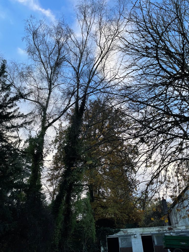 Assurez la sécurité de votre environnement avec notre équipe d'élagueurs experts prêts à intervenir en cas de risque imminent. Dans cette situation délicate, un bouleau présente un danger potentiel de chute. Notre équipe compétente utilise des techniques d'élagueage avancées pour stabiliser l'arbre, minimisant ainsi les risques et préservant la beauté naturelle de votre espace. 🌳 Intervention Rapide : Évaluation Professionnelle : Nos experts évaluent rapidement la situation pour déterminer le meilleur plan d'action. Techniques d'Élagage Sécurisées : Utilisation de méthodes avancées pour stabiliser l'arbre et éviter tout risque de chute. Préservation de l'Environnement : Nous nous engageons à préserver la santé de l'arbre tout en assurant la sécurité de votre propriété. Faites confiance à notre équipe expérimentée pour gérer les situations d'urgence liées aux arbres. Contactez-nous dès aujourd'hui pour une évaluation et une intervention rapides. 🚀 #ÉlagageUrgent #SécuritéArboricole #PréservationEnvironnement
